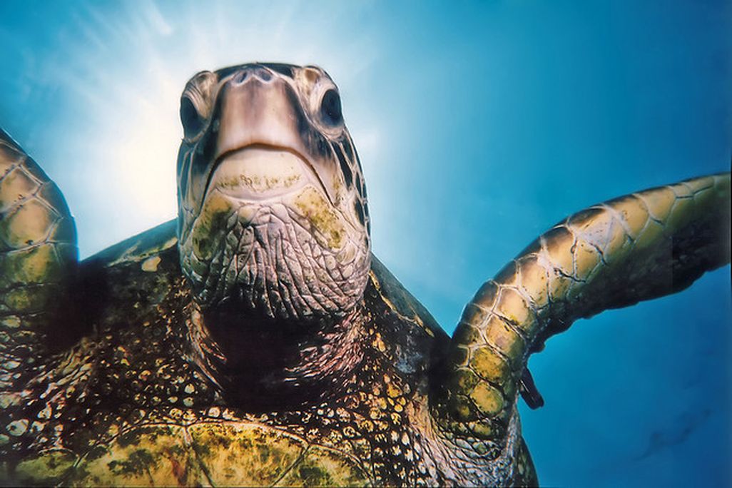 A green sea turtle