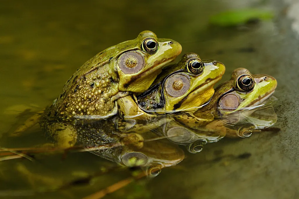 Frogs mating