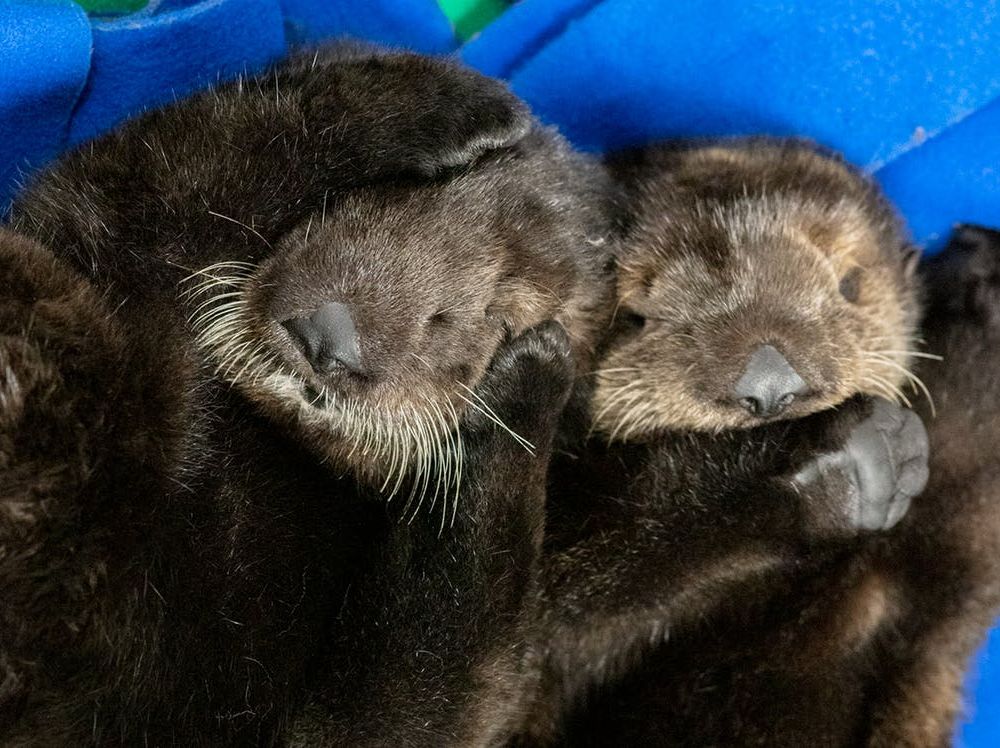 Help the Shedd Aquarium Name Its Rescued Otter Pups