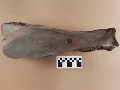 Researchers unearthed this bison-bone hoe in Manitoba, Canada.
