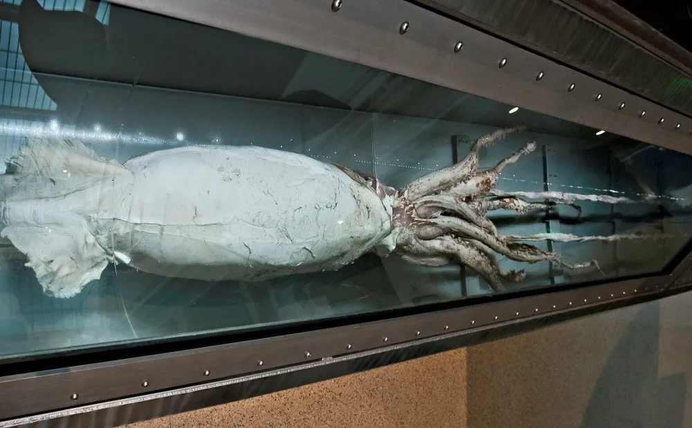 Giant squids can grow to over 40 feet long. The Smithsonian’s National Museum of Natural History has a giant squid specimen on display in the Sant Ocean Hall and several others in its collections. (John Steiner, Smithsonian)