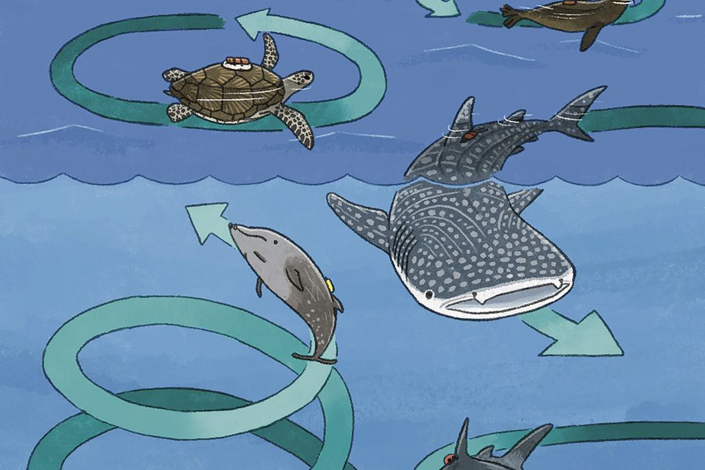 An illustration of various sea creatures swimming in circles. There are arrows illustrating how they would swim in circles 