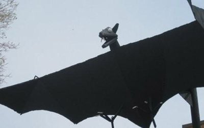 The Bat in Belfry