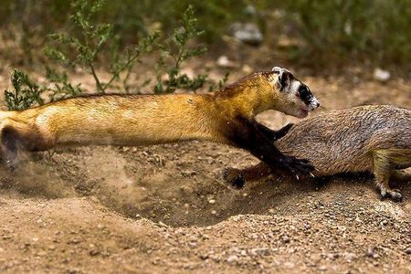 A young black-footed ferret learns to hunt prairie dogs at the National Black-footed Ferret Conservation Center
