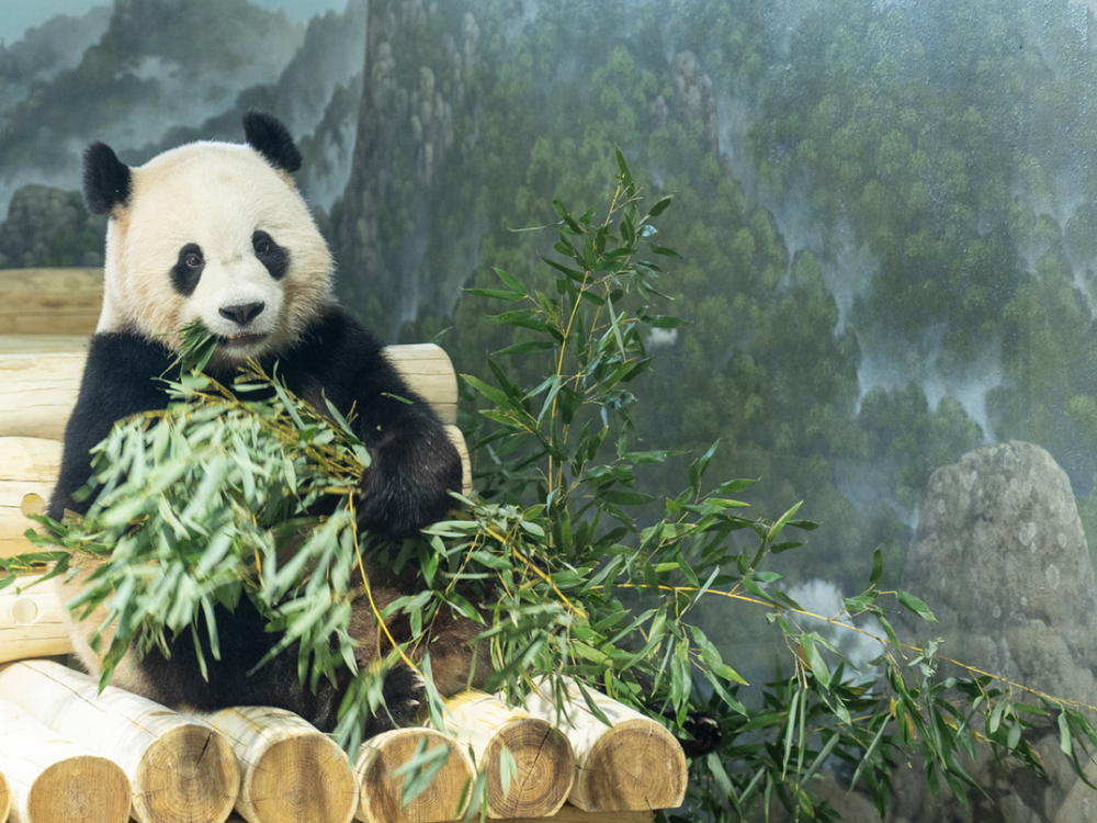 Panda chewing bamboo
