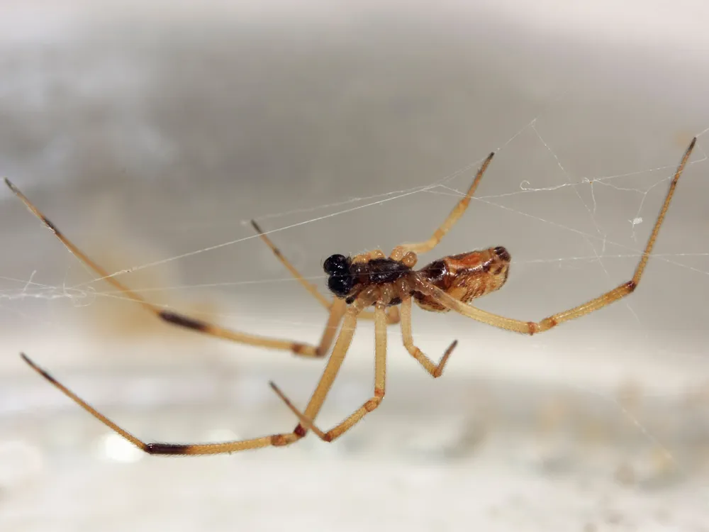 Male Widow Spiders Prefer Younger Ladies—So They Don’t Get Eaten