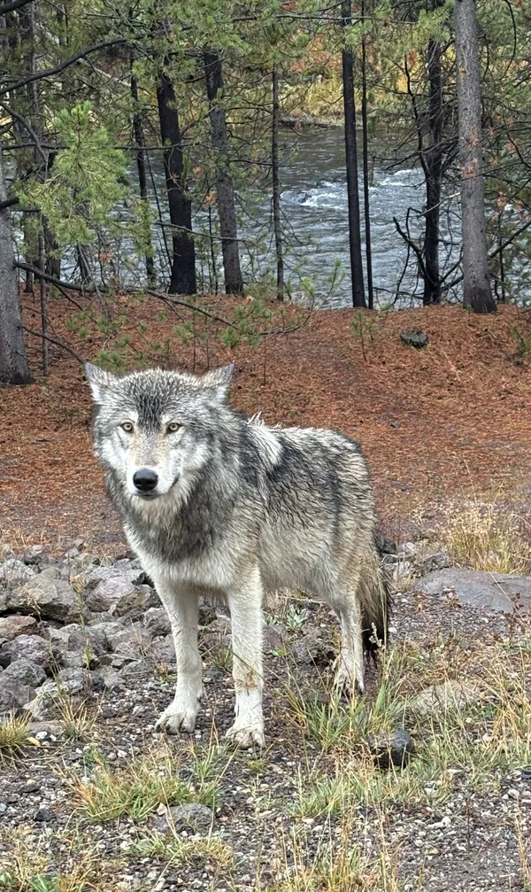 Grey Wolf in Yellowstone National Park thumbnail
