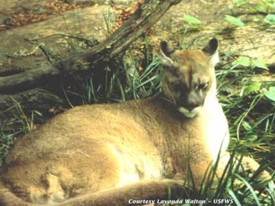 A photo of an eastern cougar, date unknown.