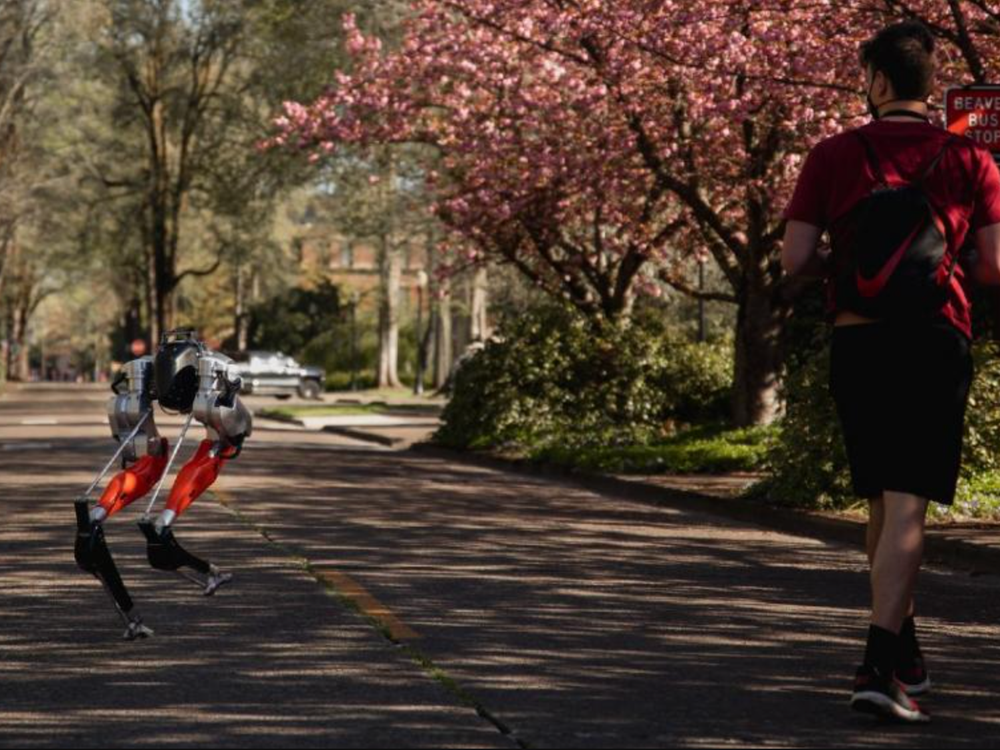 Cassie the Robot runs alongside her human handler, a student at Oregon State University