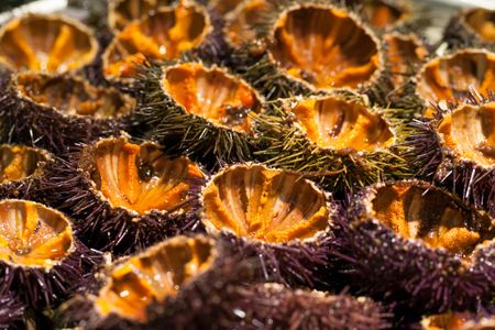 Fresh erizos del mar (sea urchins) served in the shell.