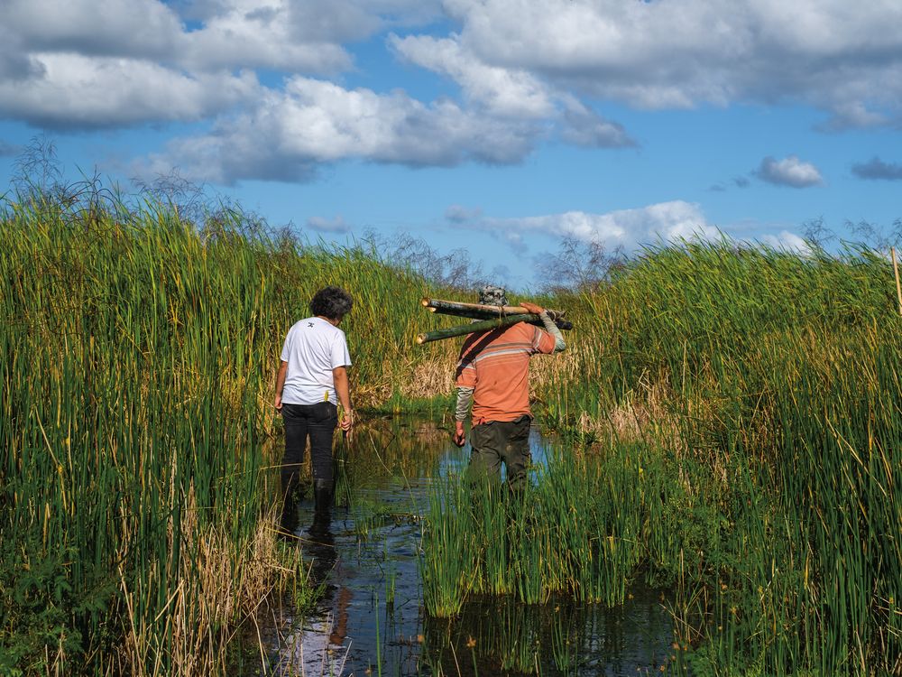 two men walk through wetlands and tall grass collecting cattails