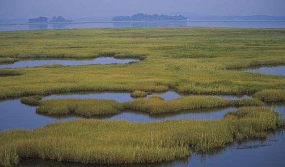 Pools of water flood a green marsh, under a misty sky