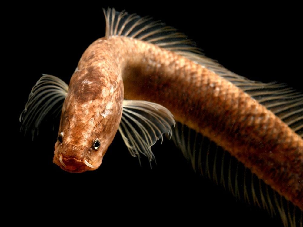 A close-up photo of the Gollum snakehead on a black background