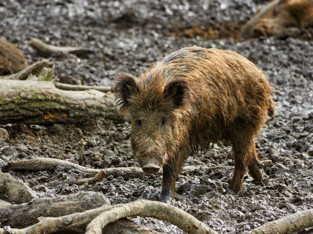 Feral hog