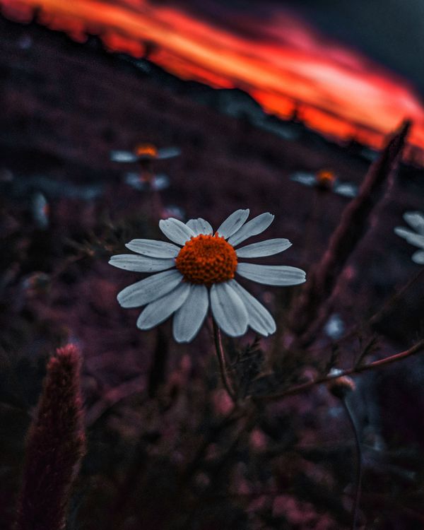 Flower on sunset thumbnail
