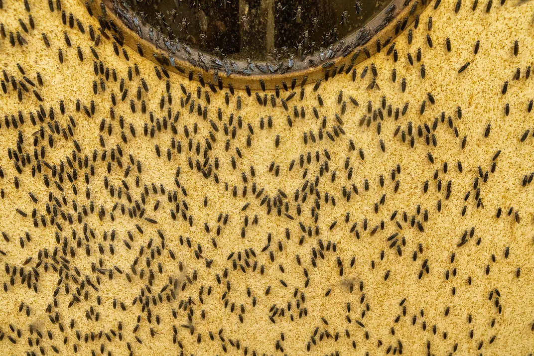 At Innovafeed, black soldier flies mate in a screened tent,  which is optimized for temperature, humidity, and  lighting type and duration.