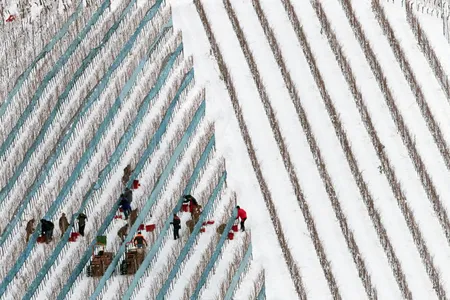 A crew harvesting grapes in Glottertal, Germany, on January 18, 2016. Temperatures must drop below 19 degrees Fahrenheit to harvest. In the final winter months of 2019, it was not cold enough to pick grapes in most vineyards. 