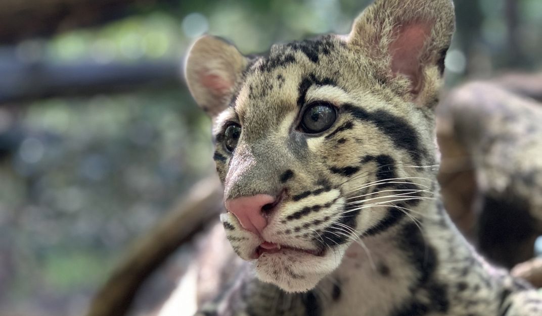 A close-up photo of a clouded leopard cub's face. It has fur with some stripes and spots, big, round ears, dark eyes, a large, pink nose and whiskers.