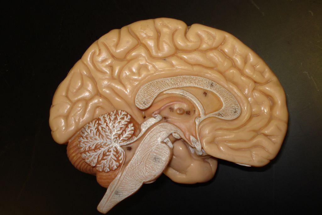 brain