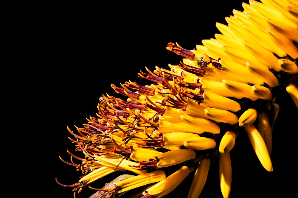 Bees on an aloe plant.