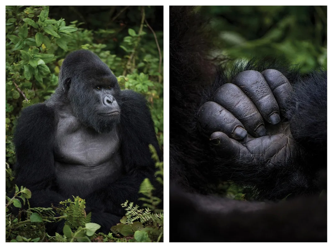 Far left, a silverback in Volcanoes National Park. Left, the hand of a gorilla in the Rugendo group inhabiting Virunga National Park.