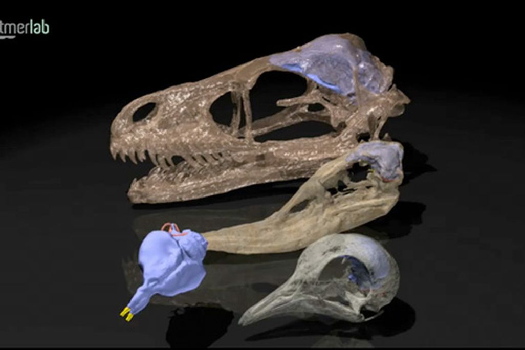 20110520083317dino-sense-smell.jpg