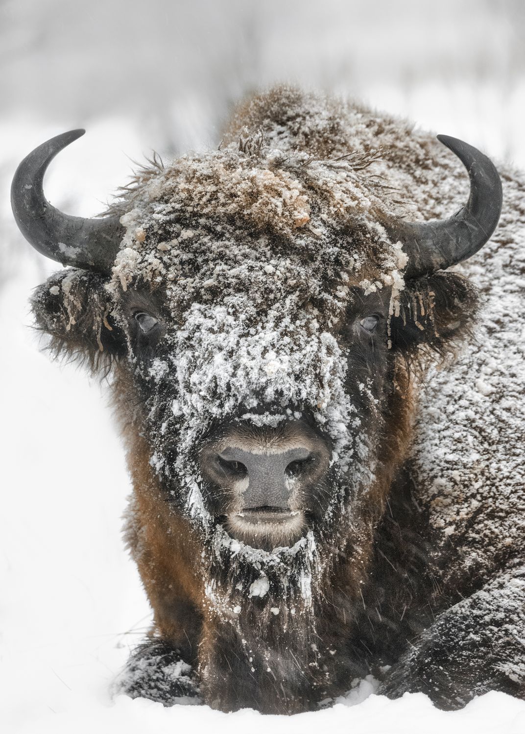 Bison portrait | Smithsonian Photo Contest | Smithsonian Magazine