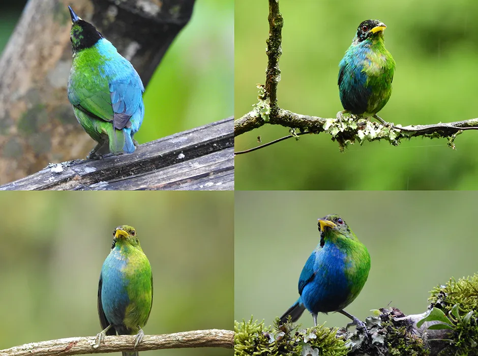 four images of the bird in a grid, showing blue on one side of its body and green on the other