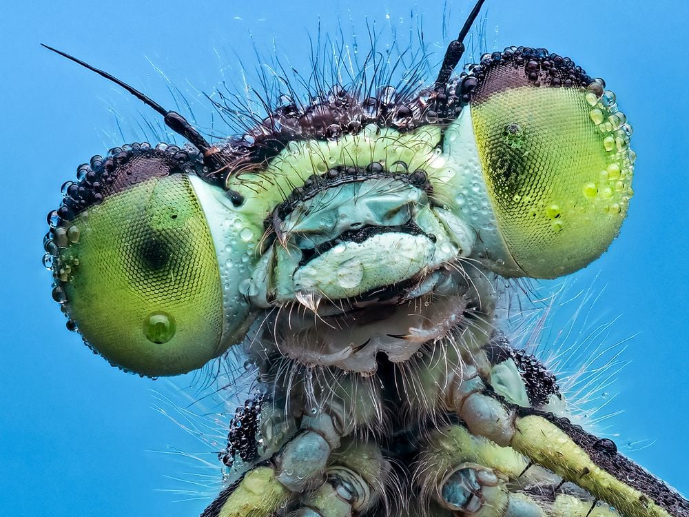 close-up of the face and front legs of a dragonfly-like creature, its compound eyes black and green and its body blue; it sits on a leaf against a blue background