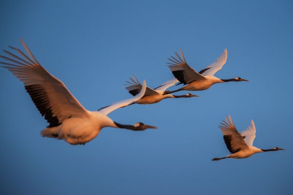 Crane dance in the sky thumbnail