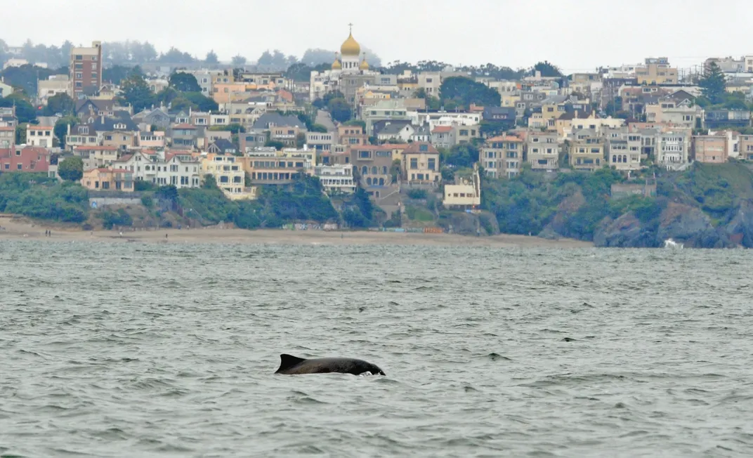 a porpoise surfaces in front of the San Francisco skyline