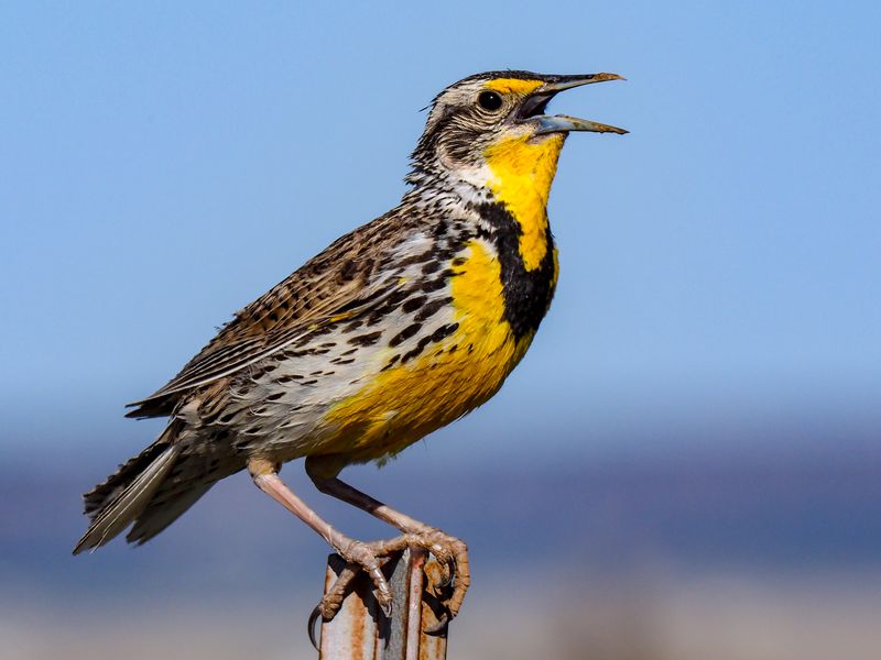 Western Meadowlark | Smithsonian Photo Contest | Smithsonian Magazine