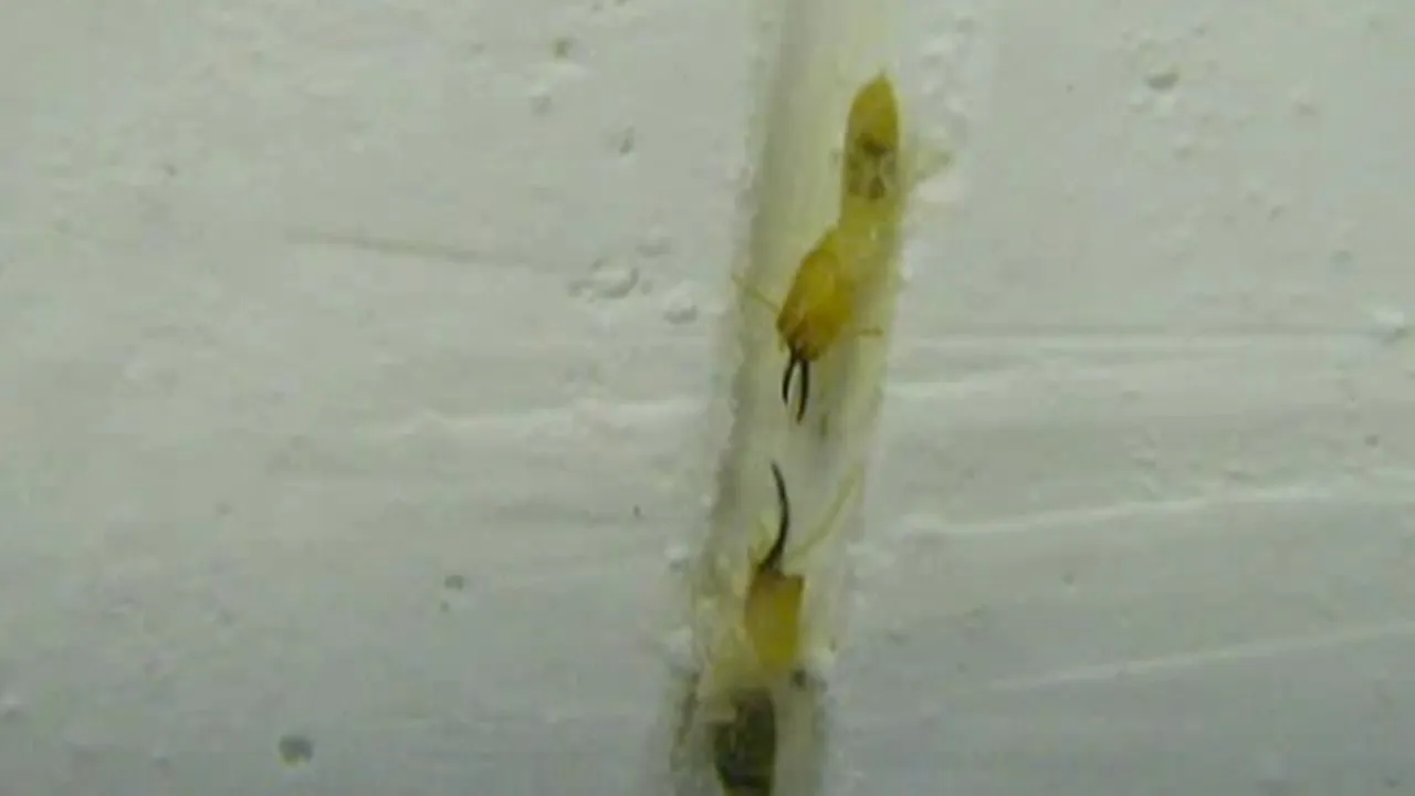 Preview thumbnail for Termites as the Ultimate Fighting Machines