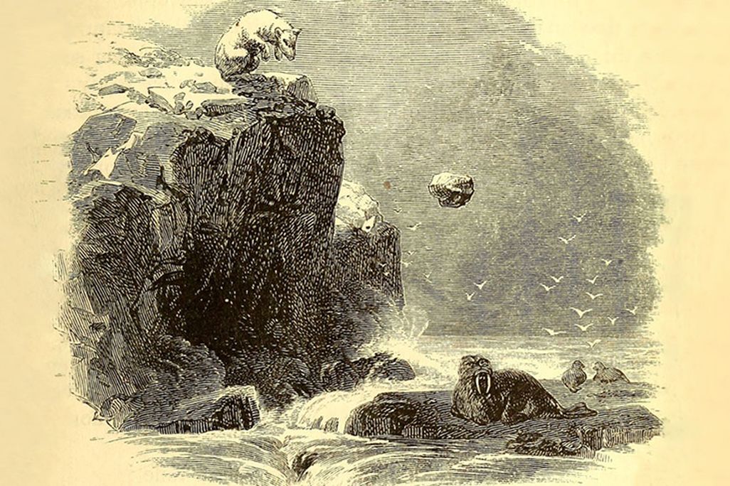 An engraving of a polar bear hurling a rock at a walrus