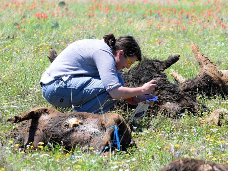 To Study Mass Die-Offs, Scientists Dumped 15 Tons of Feral Pig Carcasses Into a Field