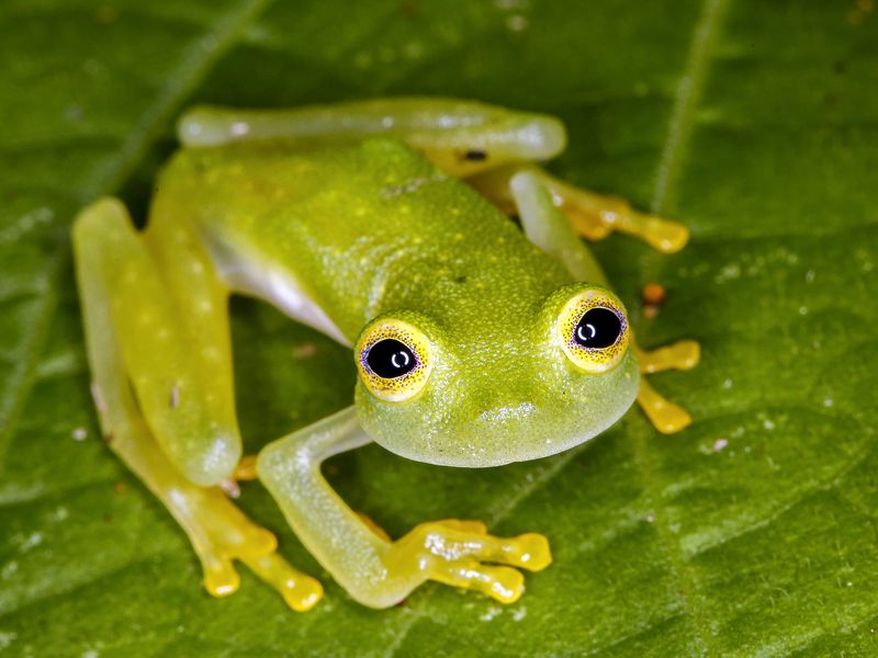 Bare Hearted Glass Frog on Leaf | Smithsonian Photo Contest ...