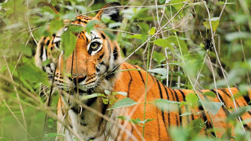 Three Bengal Tigers Play Fighting - Nature Photography Prints For Sale