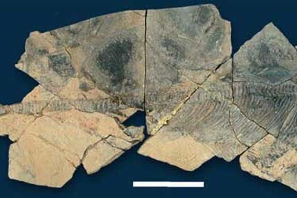 A skeleton of the Late Triassic ichthyosaur Shastasaurus liangae.