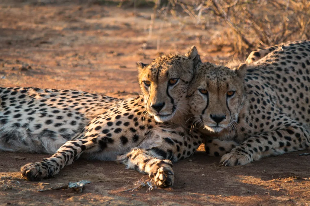 Two cheetahs lying on the ground