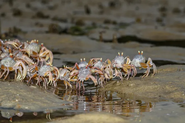 Asian soldier crabs (Dotilla myctiroides) on the march thumbnail