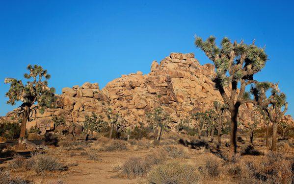 Joshua National Park thumbnail