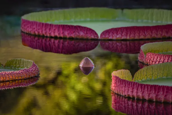 Giant Lily Pads thumbnail