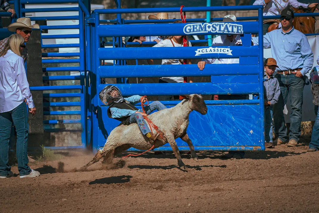 A small child rides atop of shorn sheep, coming racing through a blue gate.