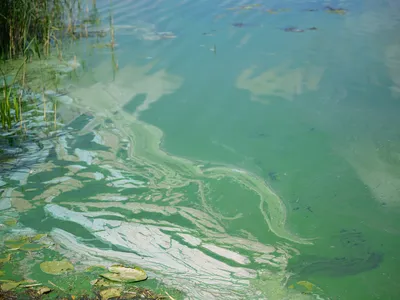 Cyanobacteria, or blue-green algae, on the surface of a lake. Bacteria were the first organisms to photosynthesize, creating the oxygen essential for the evolution of life on Earth.
