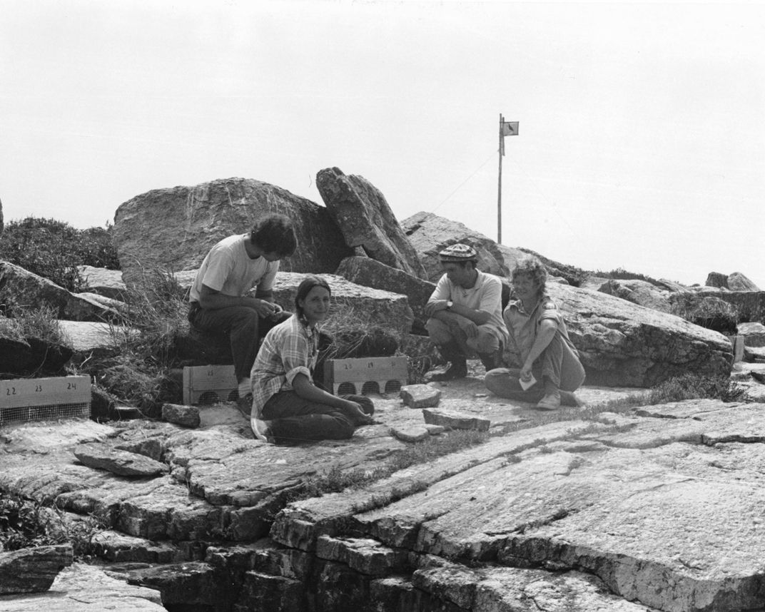 How 'Seabird Sue' Blends Art and Science to Attract Birds Back to Lost Habitat
