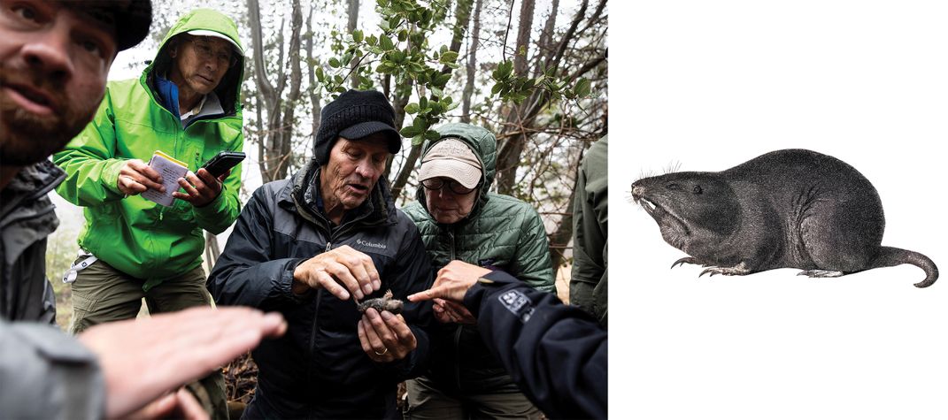 a group of trackers look at the corpse of a Botta's pocket gopher next to an illustration