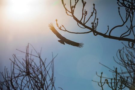 The California condor was included on the first list of endangered species published by the federal government.