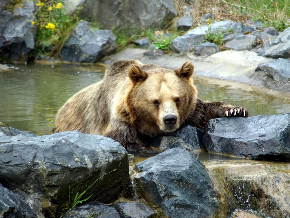 Grizzly Bear - Nature Canada