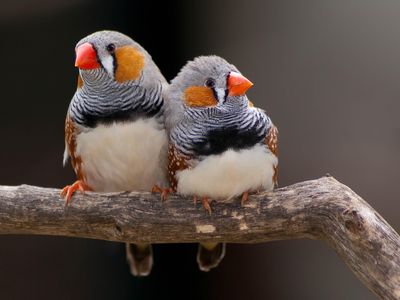 Zebra finches fire up brain regions and vibrate their vocal cords in ways that mimic singing, even while asleep.