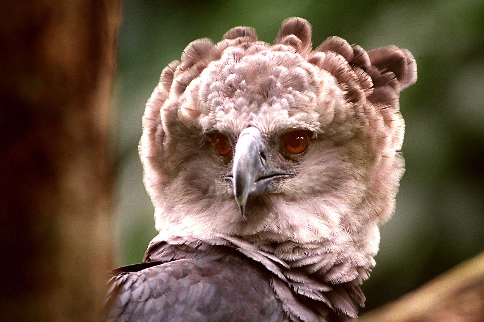 Why Did a Large Harpy Eagle Attack an Adult Woman?, image size:1599x1066